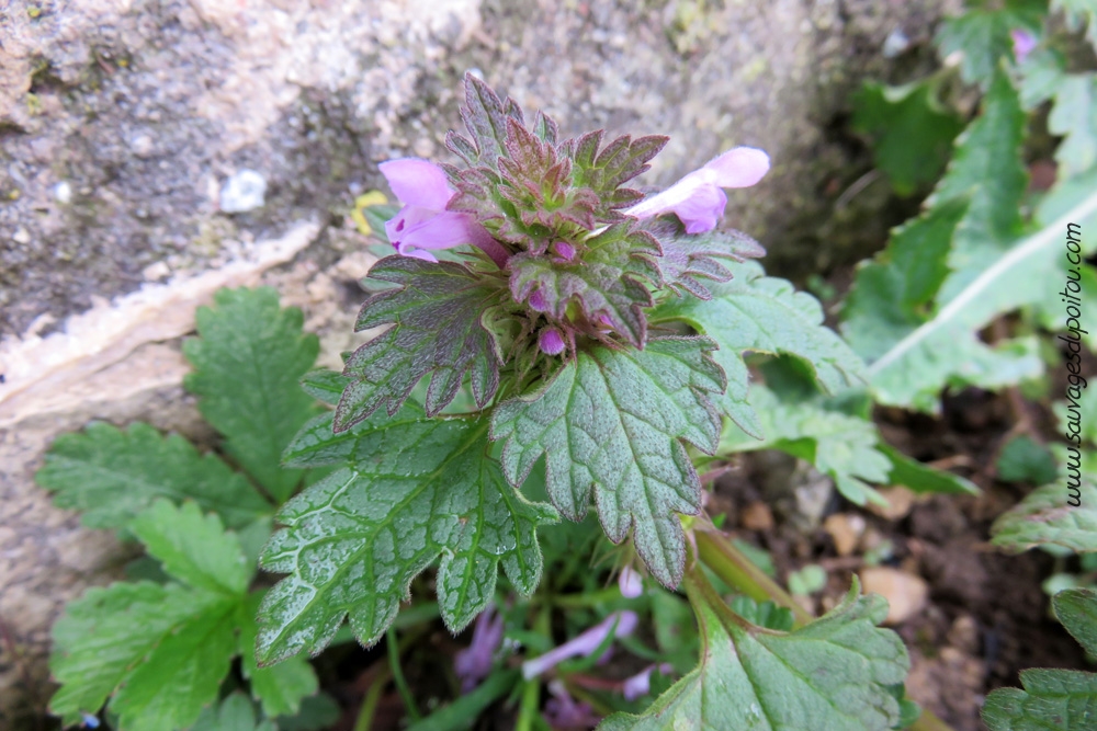 Lamium hybridum, Lamier hybride, Pommier (69)