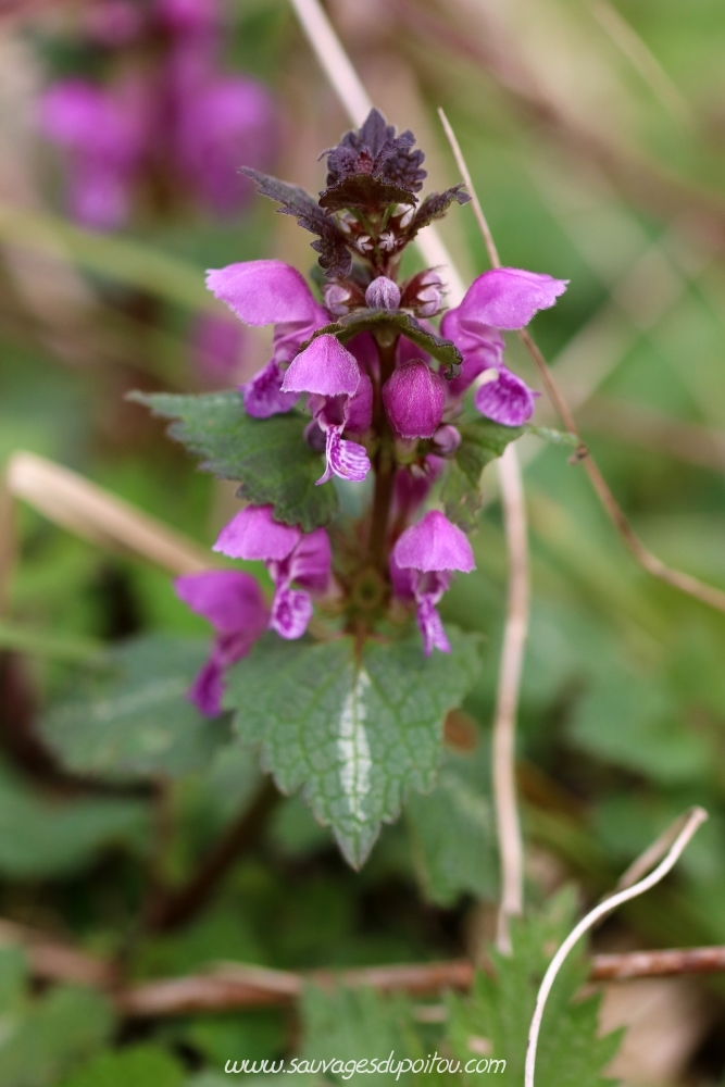 Lamium maculatum, Lamier maculé, Migné-Auxances (86)