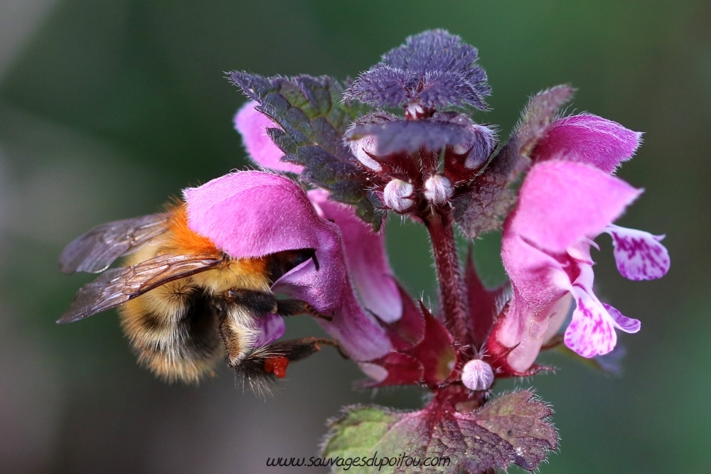 Lamium maculatum, Lamier maculé, Beauvoir (86)