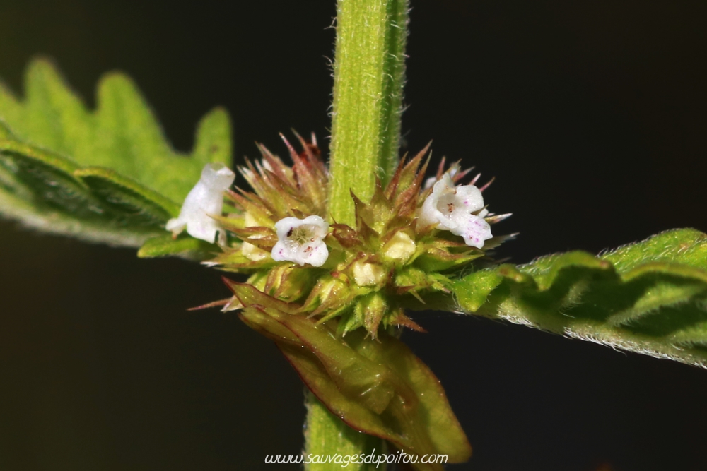 Lycopus europaeus, Lycope d'Europe, Poitiers bords de Boivre