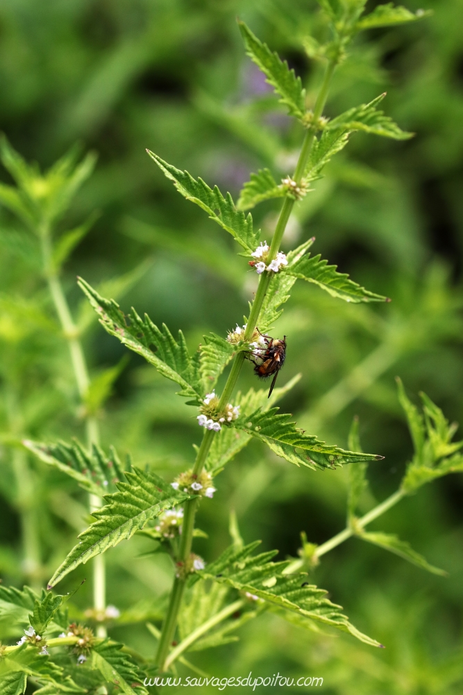 Lycopus europaeus, Lycope d'Europe, Poitiers bords de Boivre