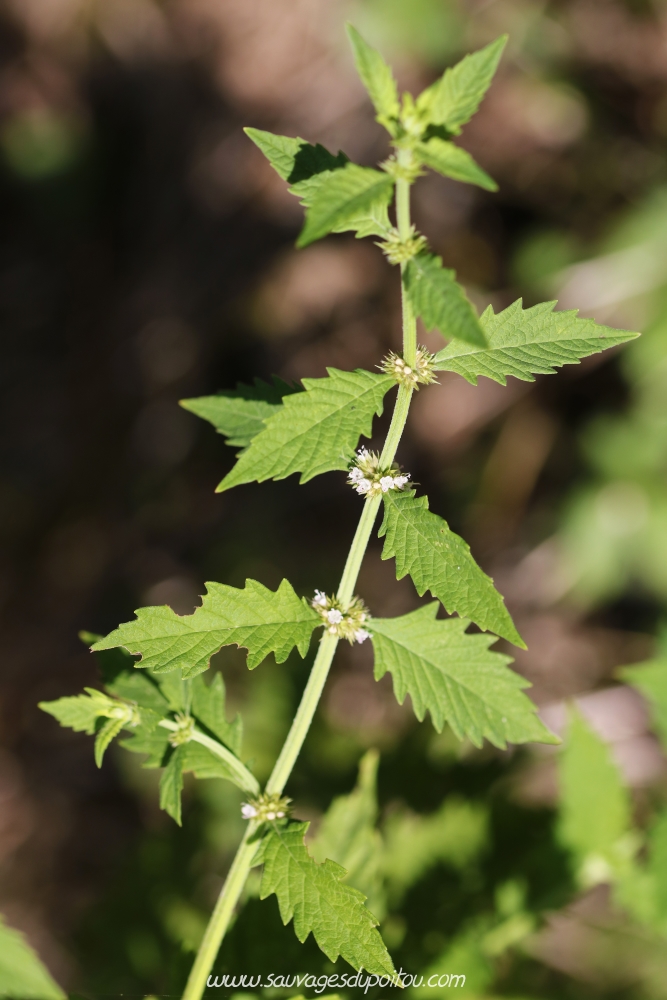 Lycopus europaeus, Lycope d'Europe, Poitiers bords de Boivre