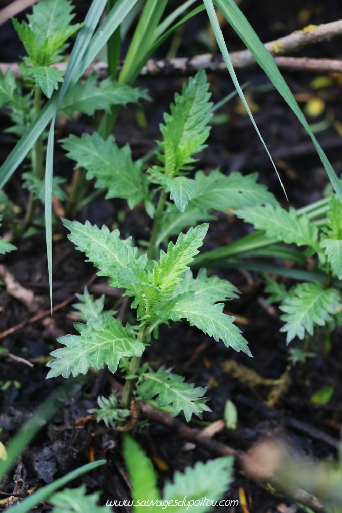 Lycopus europaeus, Lycope d'Europe, Poitiers bords de Clain