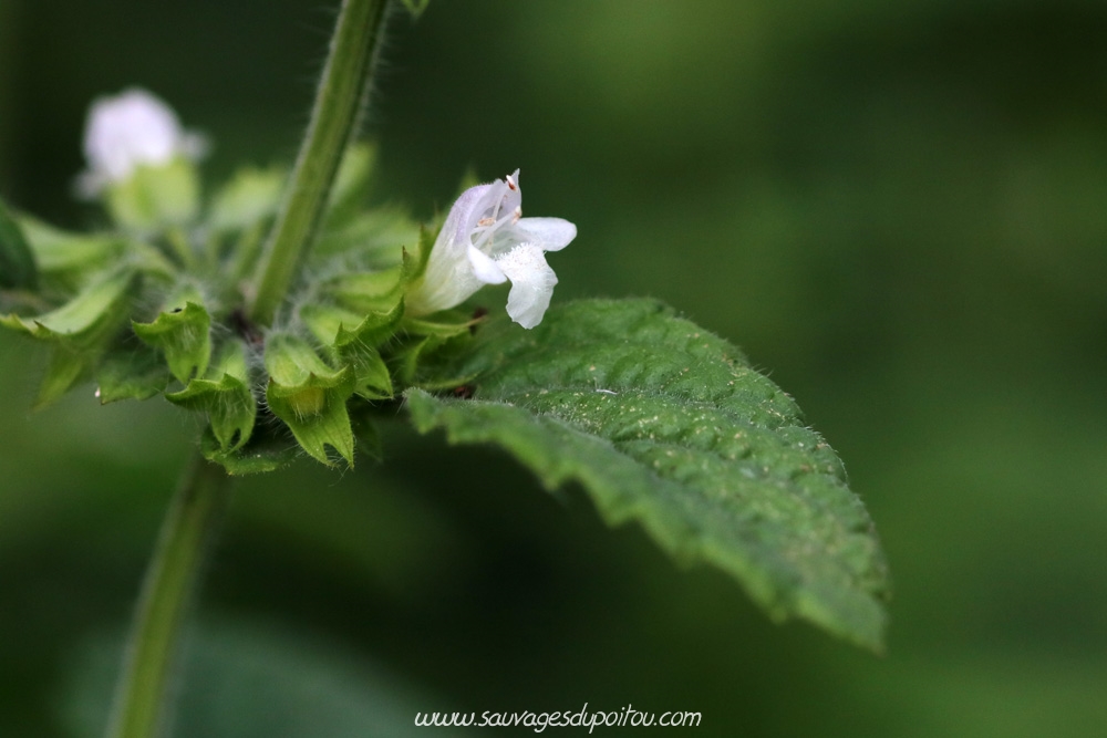 Melissa officinalis, Mélisse officinale, Poitiers bords de Boivre