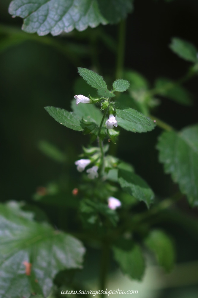 Melissa officinalis, Mélisse officinale, Poitiers bords de Boivre