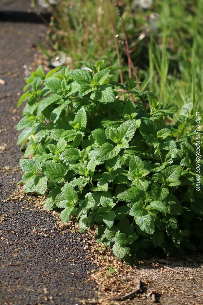 Melissa officinalis, Mélisse officinale, Poitiers bords de Boivre