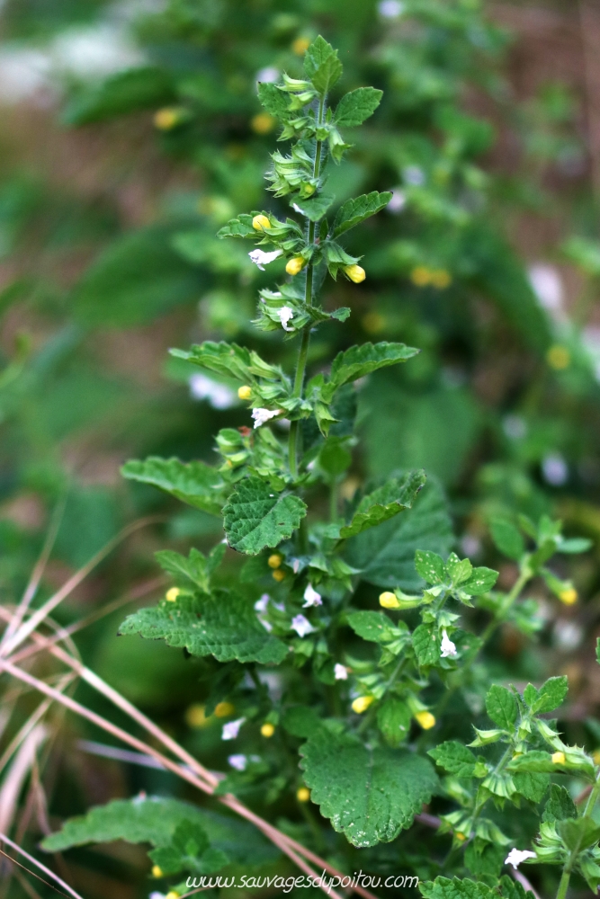 Melissa officinalis, Mélisse officinale, Poitiers quartier gare