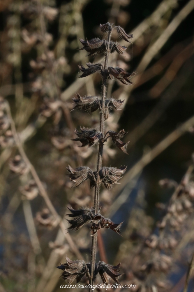 Melissa officinalis, Mélisse officinale, Poitiers bords de Boivre