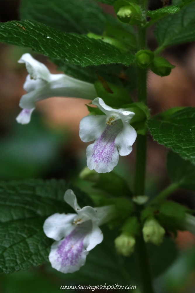 Melittis melissophyllum, Mélitte à feuilles de mélisse, Poitiers bords de Boivre