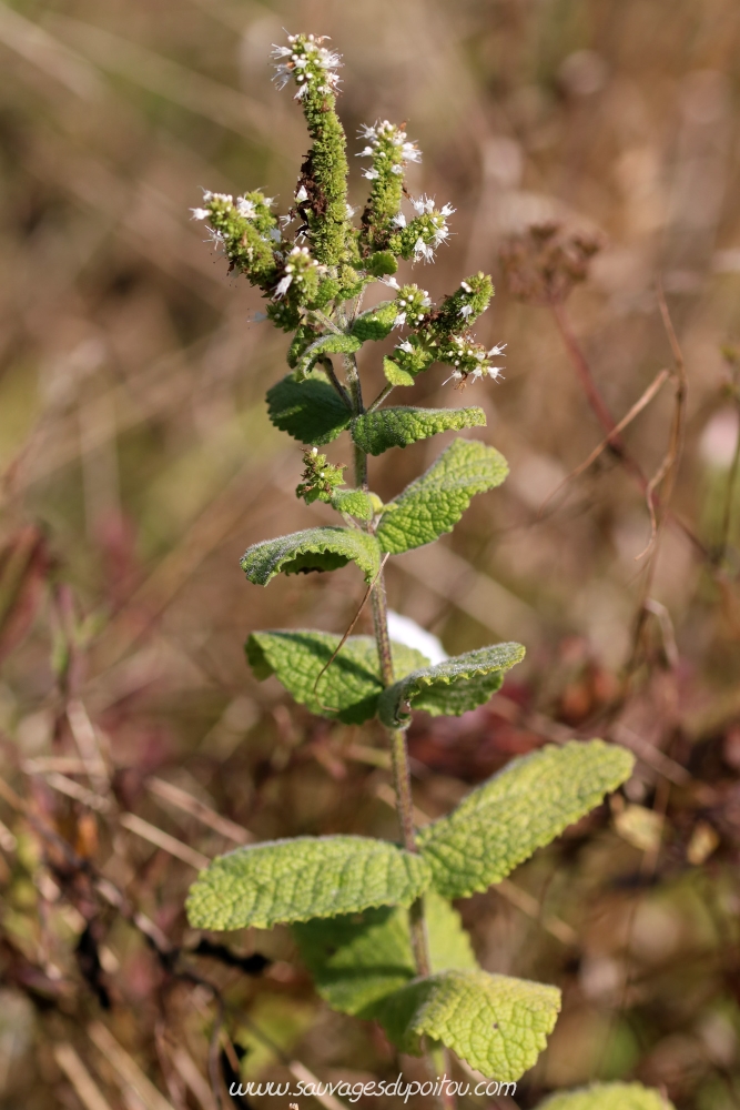 Mentha suaveolens, Menthe à feuilles rondes, Vouneuil-sous-Biard (86)