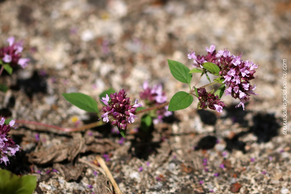 Origanum vulgare, Origan commun, Poitiers chemin de la Cagouillère