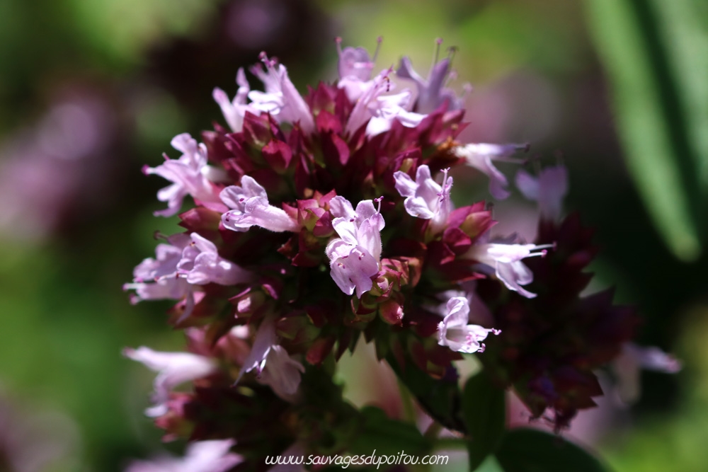 Origanum vulgare, Origan commun, Poitiers chemin de la Cagouillère