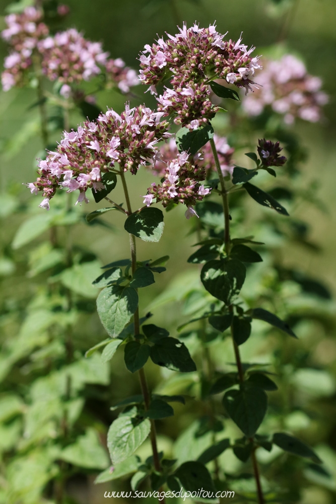 Origanum vulgare, Origan commun, Poitiers Jardin des plantes