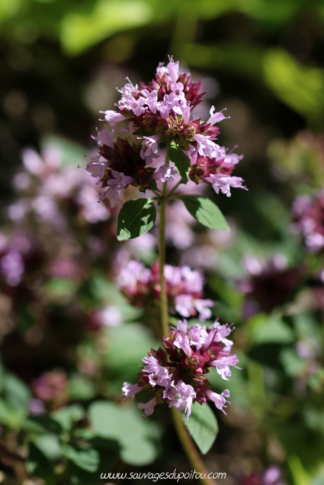 Origanum vulgare, Origan commun, Poitiers chemin de la Cagouillère