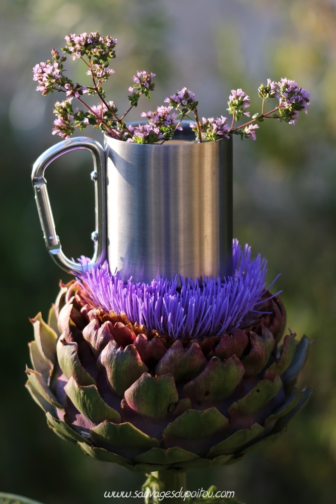 Tasse de thé solaire à l'Origan commun