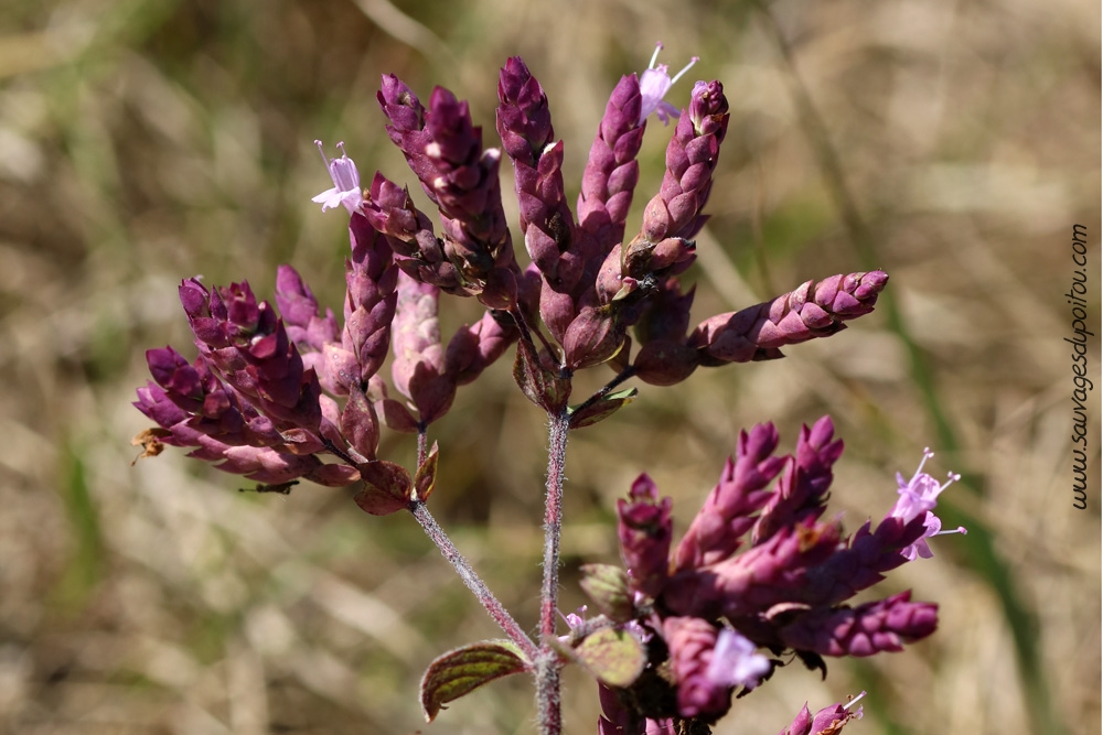 Origanum vulgare, Origan commun, Ensoulesse (86)