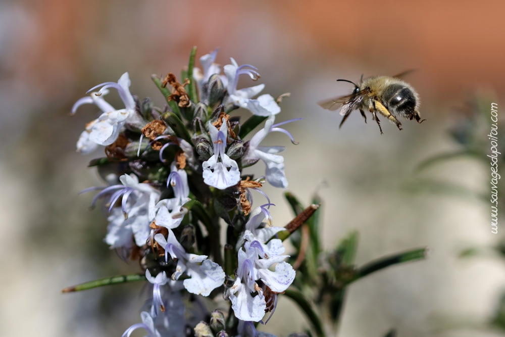 Rosmarinus officinalis, Romarin officinal, Poitiers Chilvert