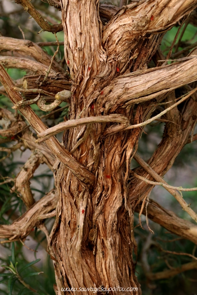 Rosmarinus officinalis, Romarin officinal, Poitiers Chilvert