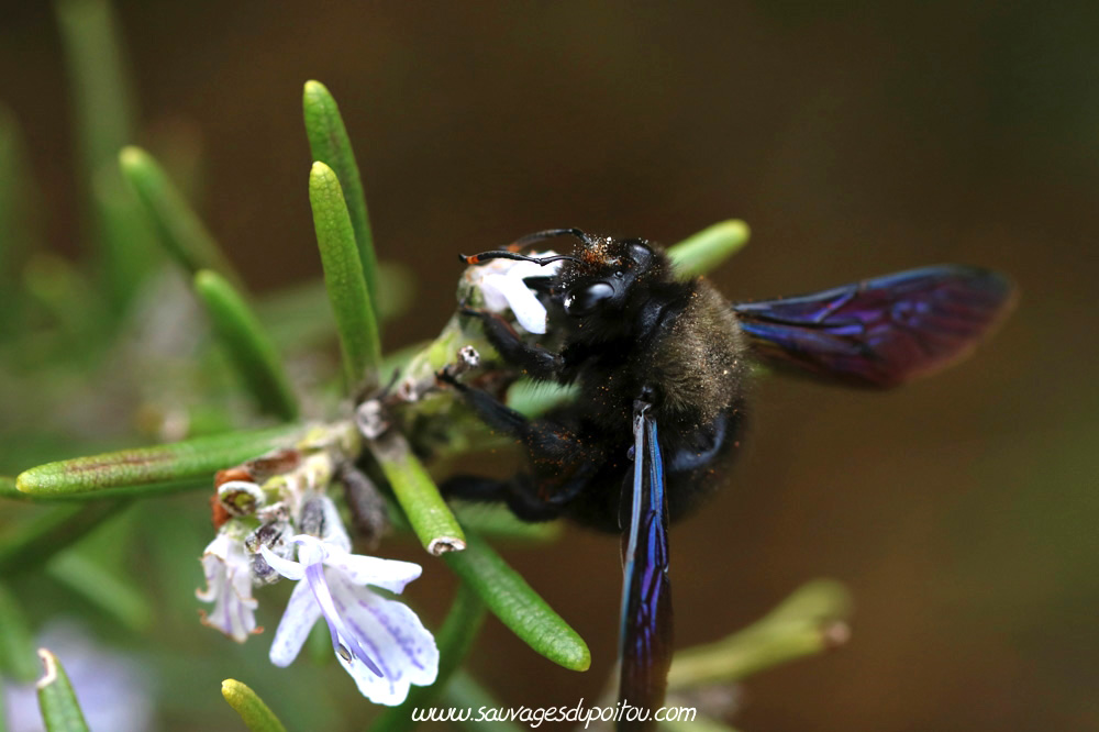 Rosmarinus officinalis et Xylocopa violacea, Poitiers quartier Chilvert