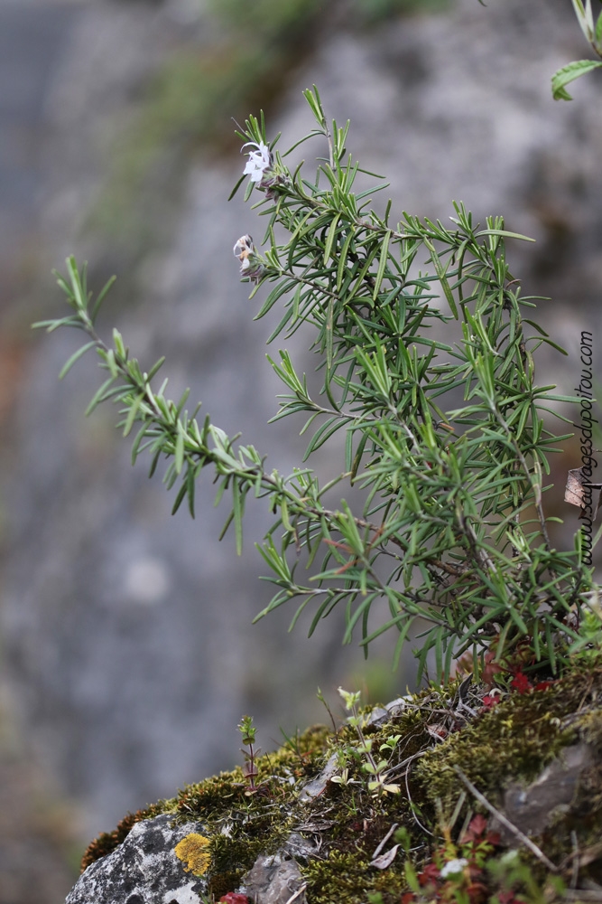 Rosmarinus officinalis, Romarin officinal, Poitiers sous Notre Dame des Dunes