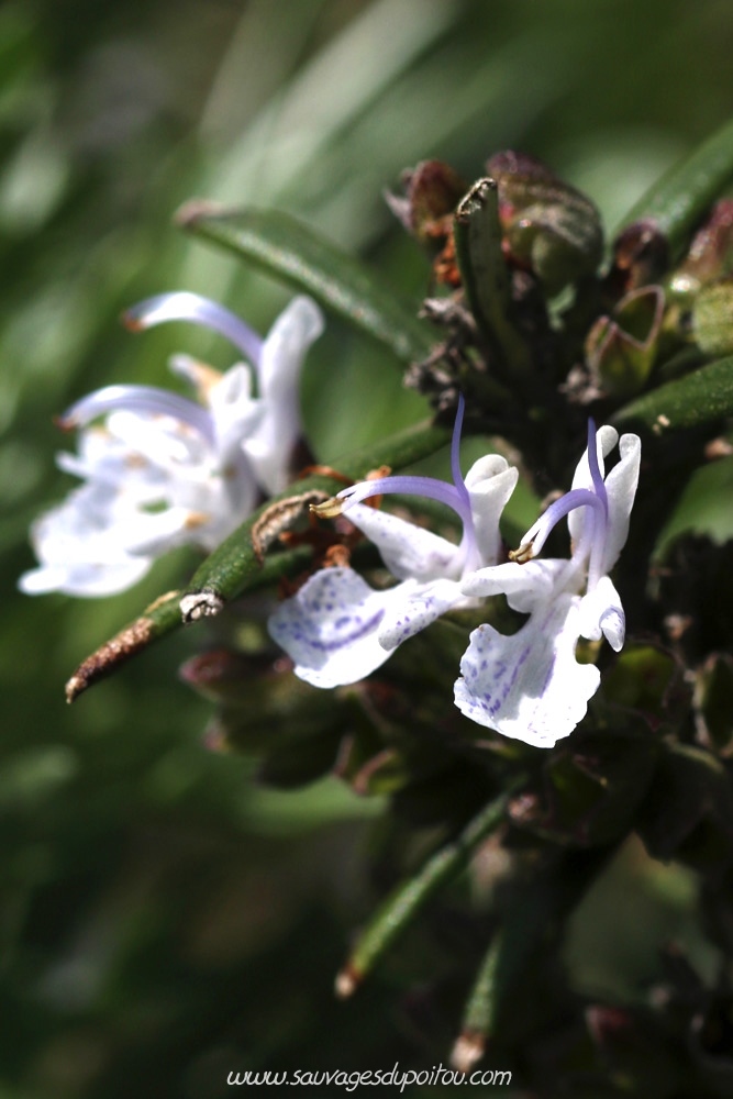 Rosmarinus officinalis, Romarin officinal, Poitiers Chilvert