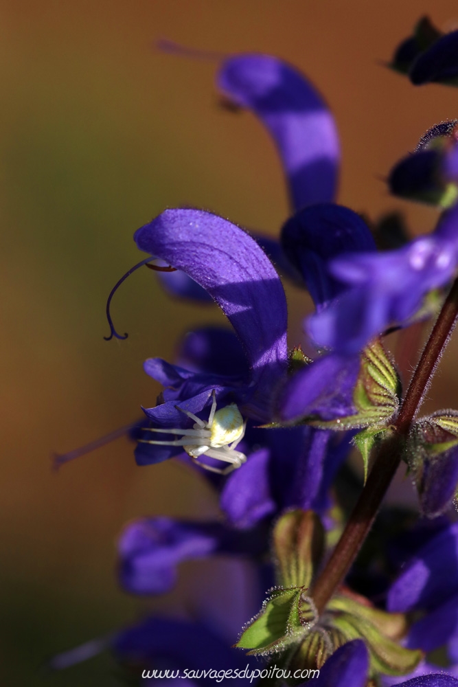 Salvia pratensis, Sauge des prés, Béruges (86)