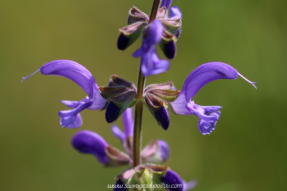 Salvia pratensis, Sauge des prés, Béruges (86)