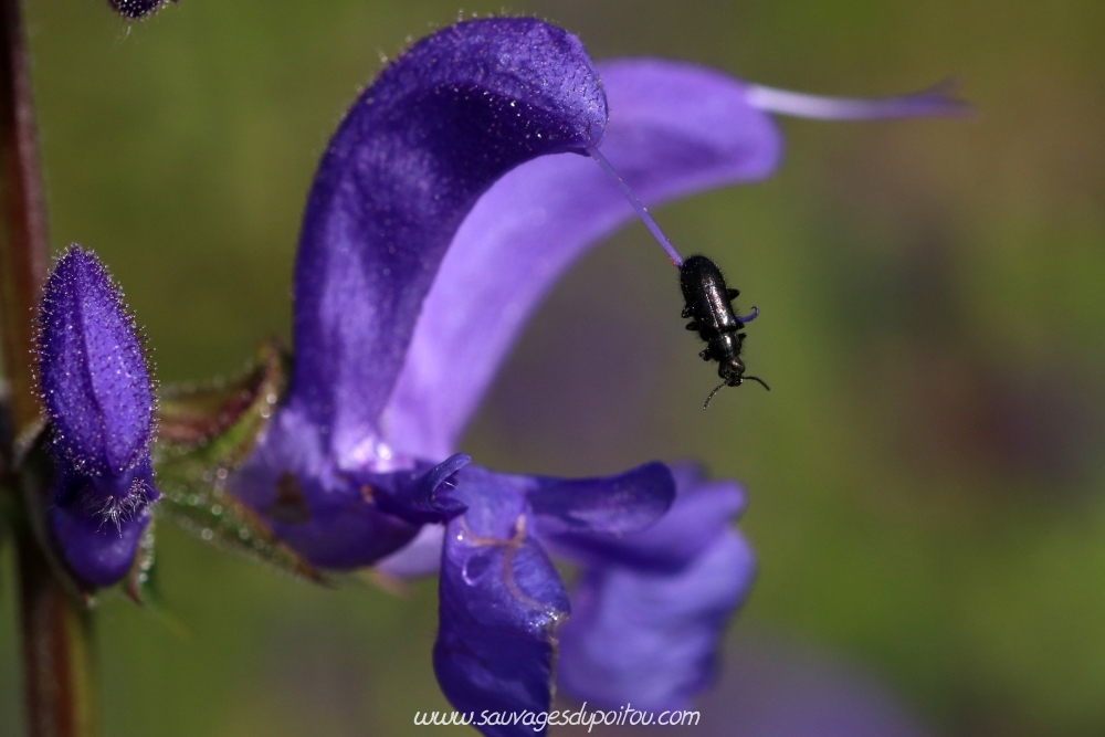 Salvia pratensis, Sauge des prés, Béruges (86)