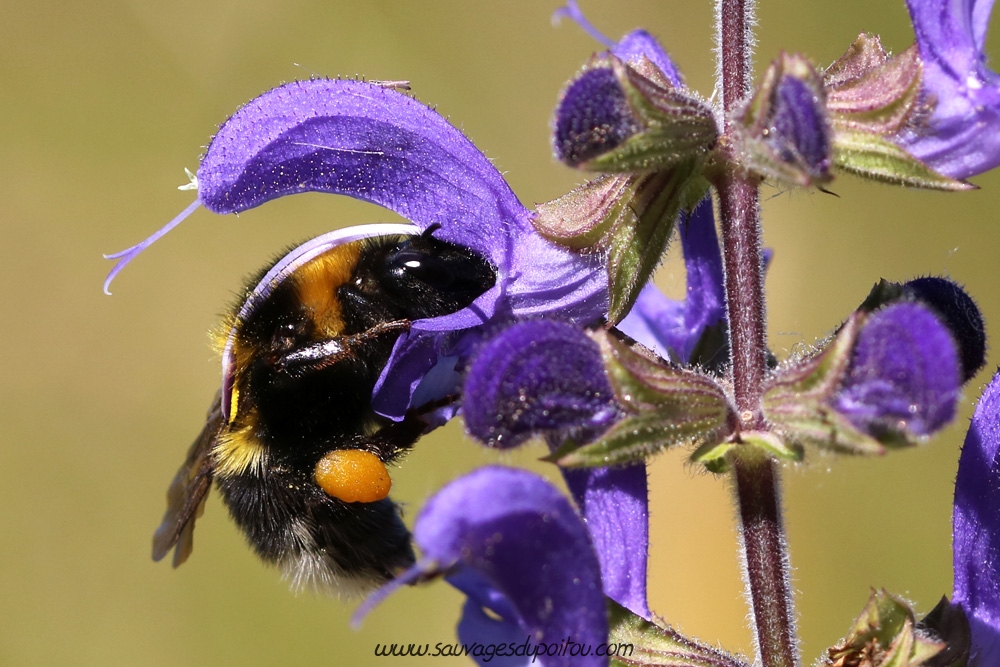 Salvia pratensis, Sauge des prés, Chezeau (86)