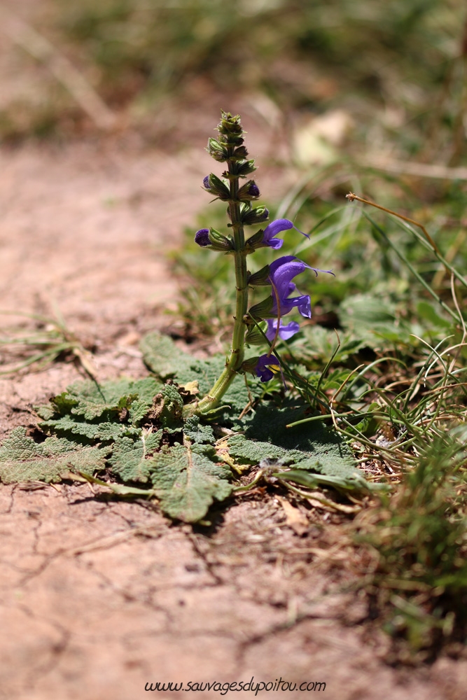 Salvia pratensis, Sauge des prés, Biard Petit Mazay (86)