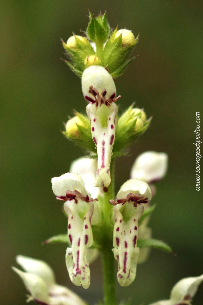 Stachys recta, Épiaire droite, Poitiers chemin de la Cagouillère