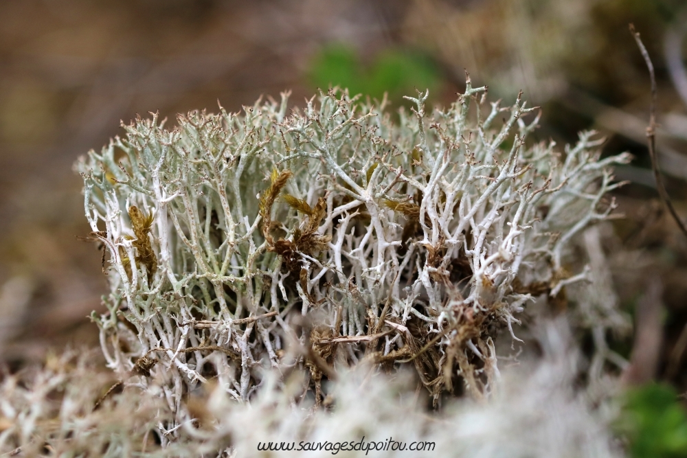 Cladonia sp, Jurassic park sur un vieux mur à Poitiers