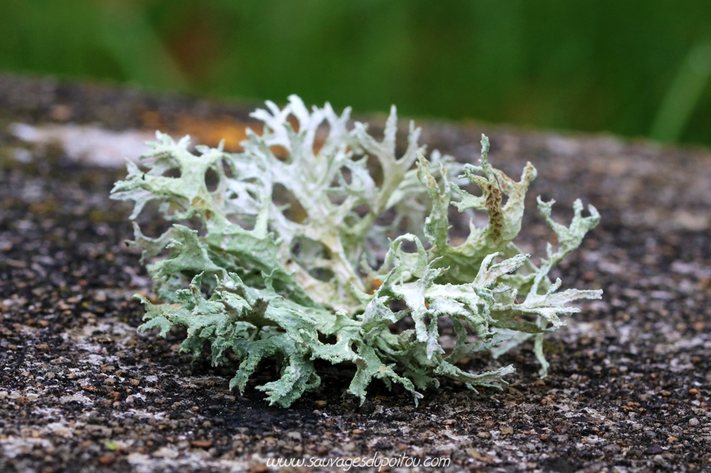Evernia prunastri, Poitiers quartier Bellejouanne