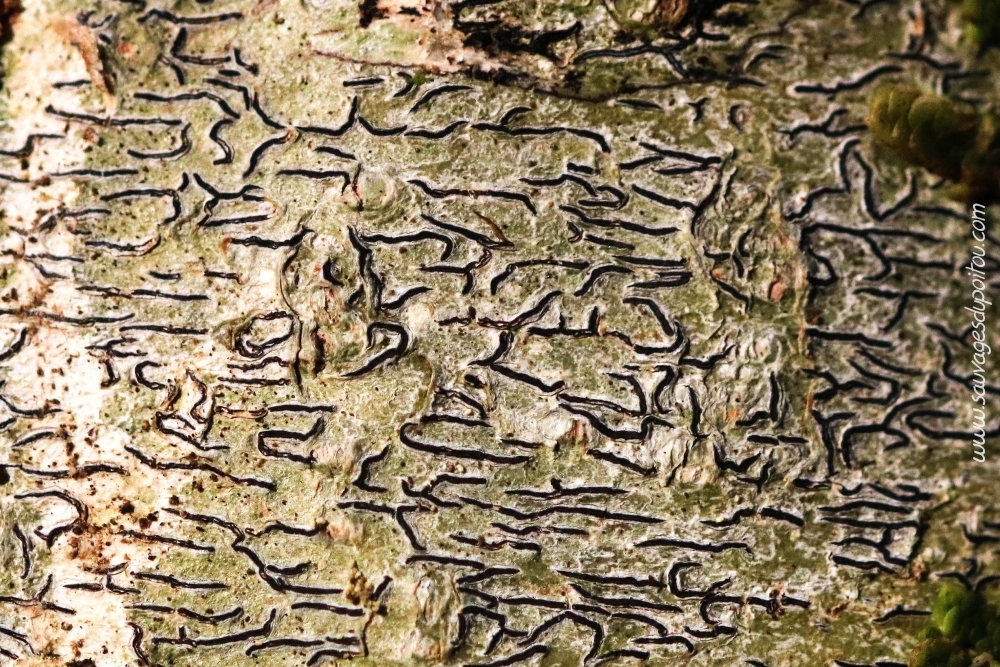 Graphis stricta, Poitiers bords de Boivre