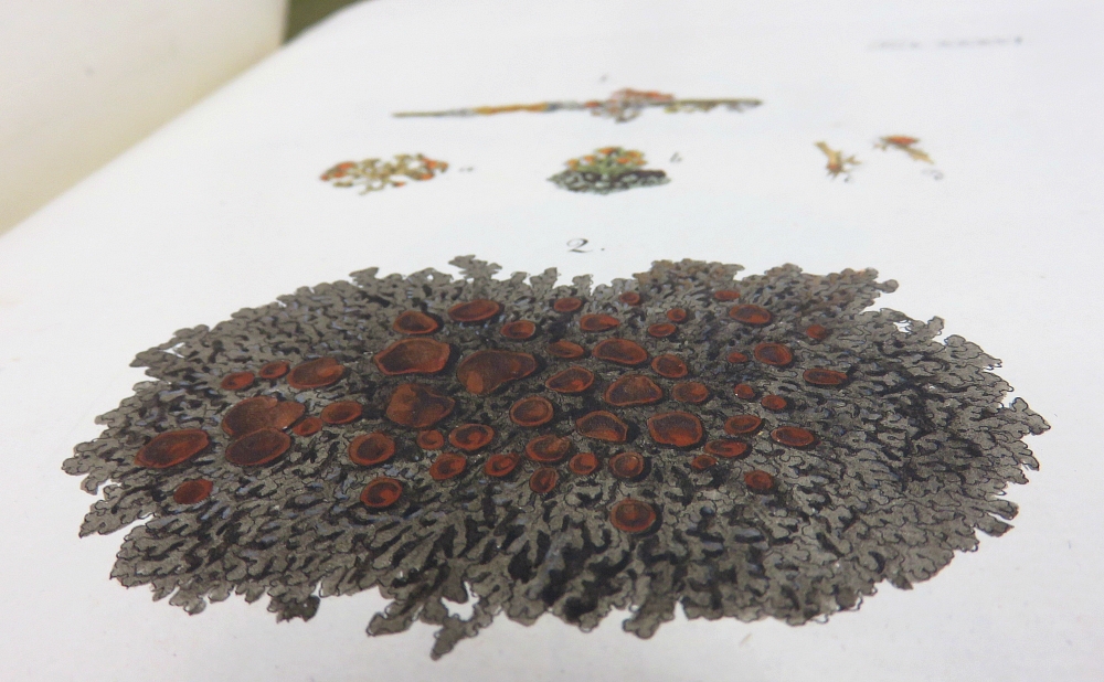 Lichen par Hoffmann, 1790-1801