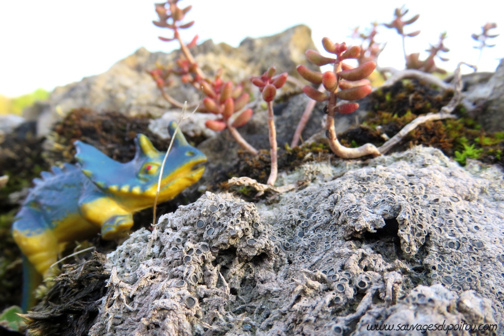 Lichens: une histoire d'amour et d'eau fraîche!
