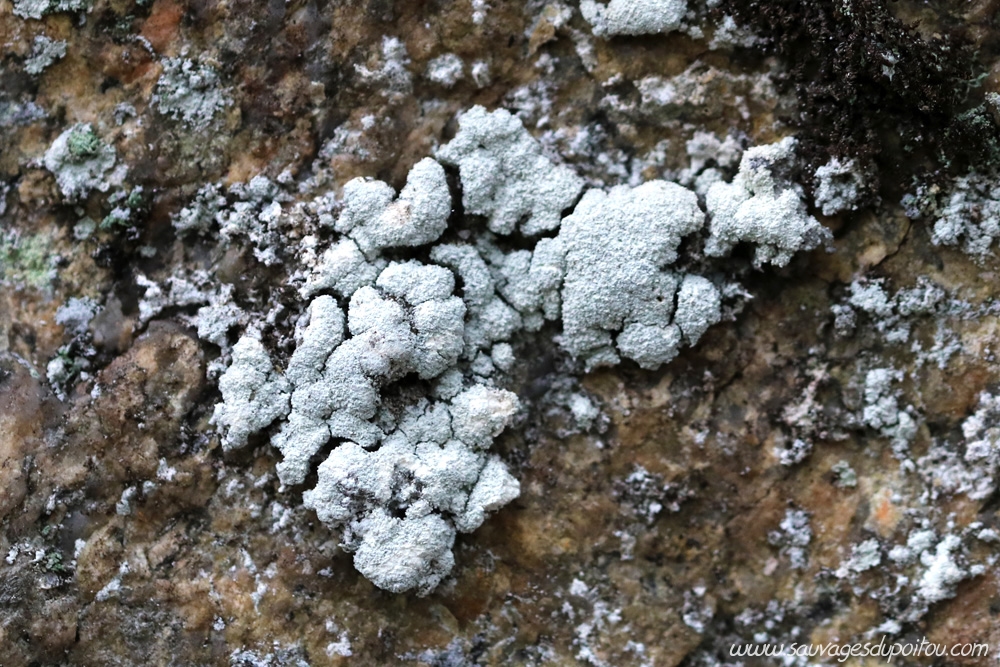 Pertusaria amara, Ligugé (86)