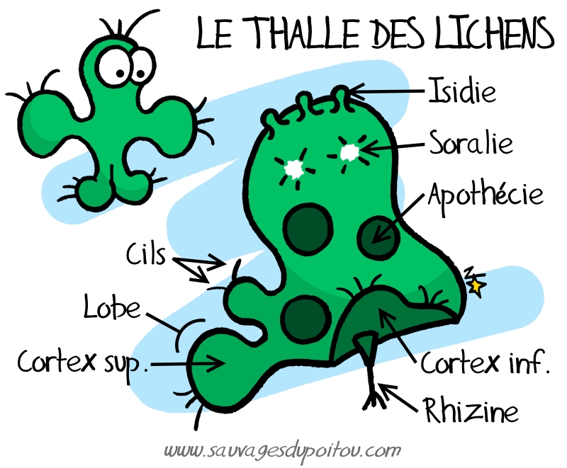 Le thalle des lichens, Sauvages du Poitou!