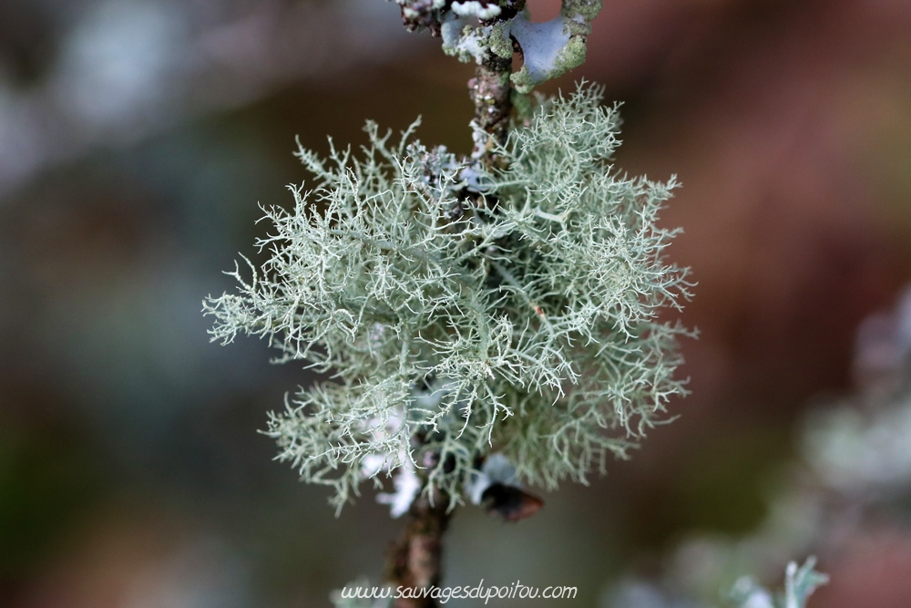 Usnea sp, Usnée, Biard aéroport (86)