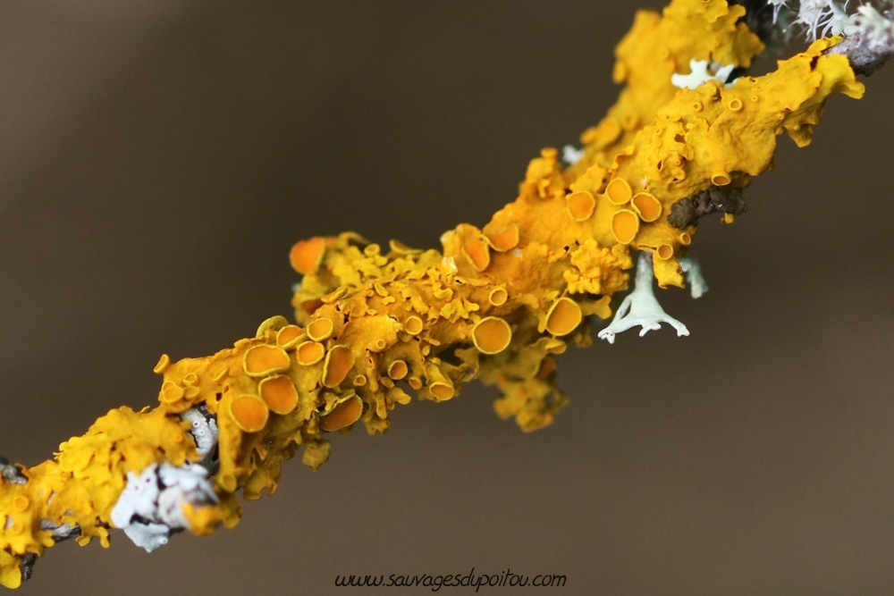 Xanthoria sp, Ligugé (86)