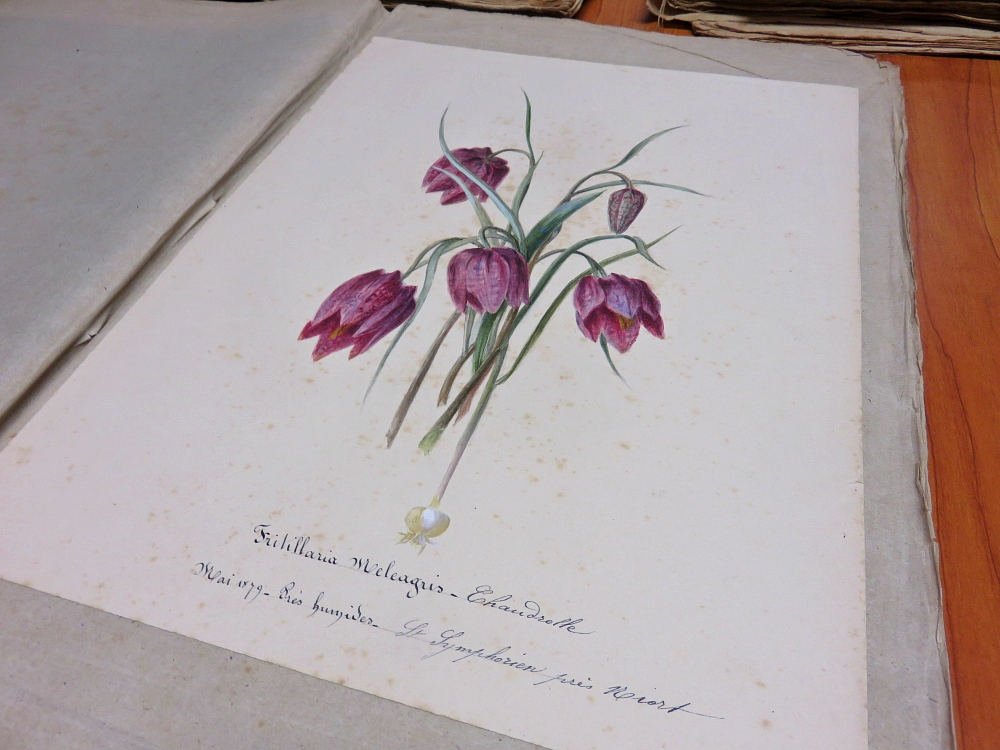 Fritillaria meleagris par Marie Corneille (1879)