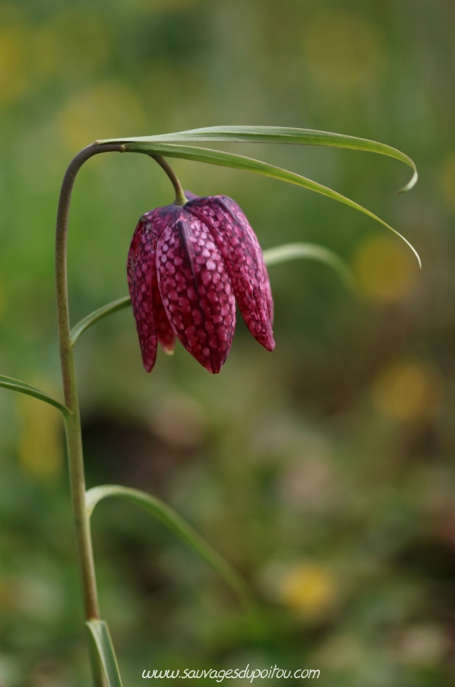 Fritillaria meleagris, Fritillaire pintade, Saint Benoît (86)