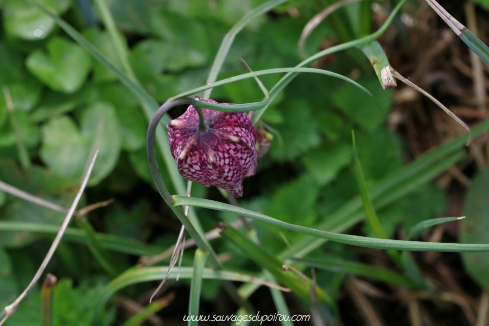 Fritillaria meleagris, Fritillaire pintade, Saint Benoît (86)