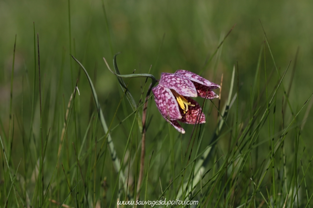 Fritillaria meleagris, Fritillaire pintade, Montreuil-Bonnin (86)