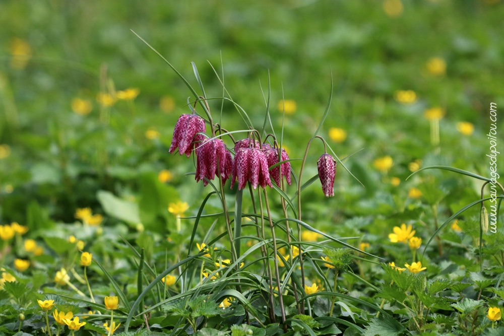 Fritillaria meleagris, Fritillaire pintade, Saint Benoît bors de Clain (86)