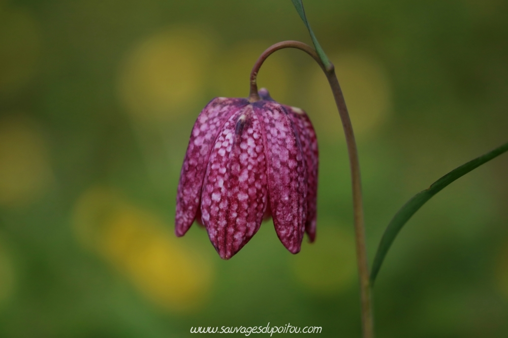 Fritillaria meleagris, Fritillaire pintade, Saint Benoît (86)
