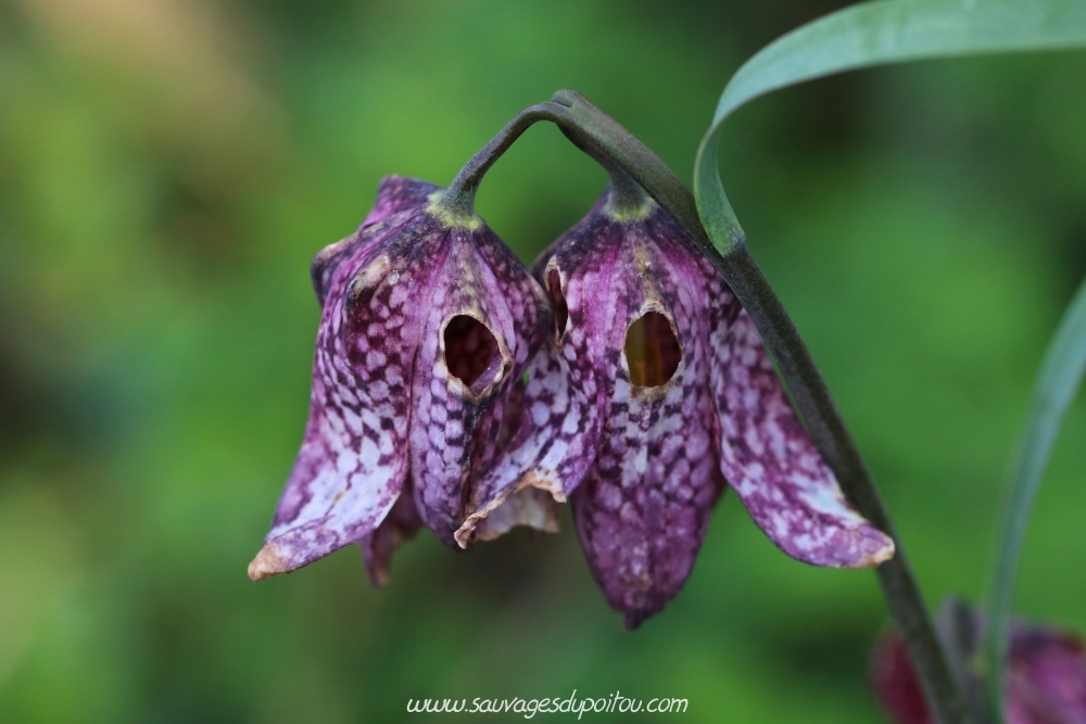 Fritillaria meleagris, Fritillaire pintade, Migné-Auxances (86)