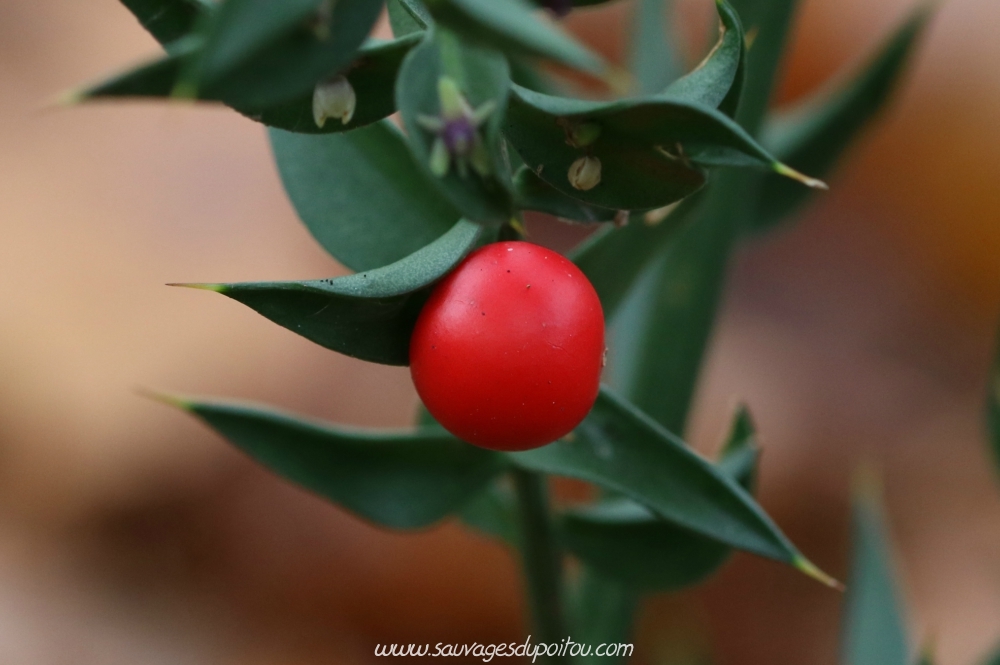 Ruscus aculeatus, Fragon, Poitiers bords de Boivre