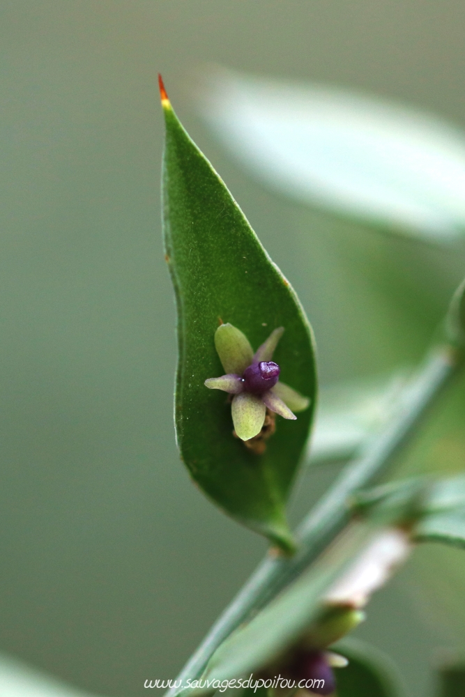 Ruscus aculeatus, Fragon, Poitiers bords de Boivre