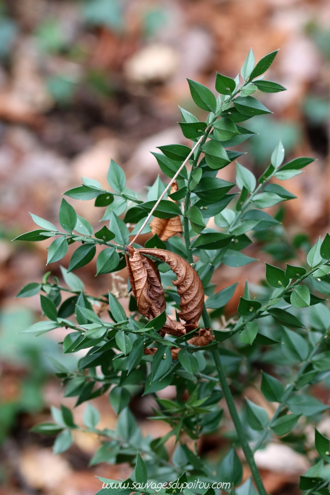 Ruscus aculeatus, Fragon, Ligugé (86)